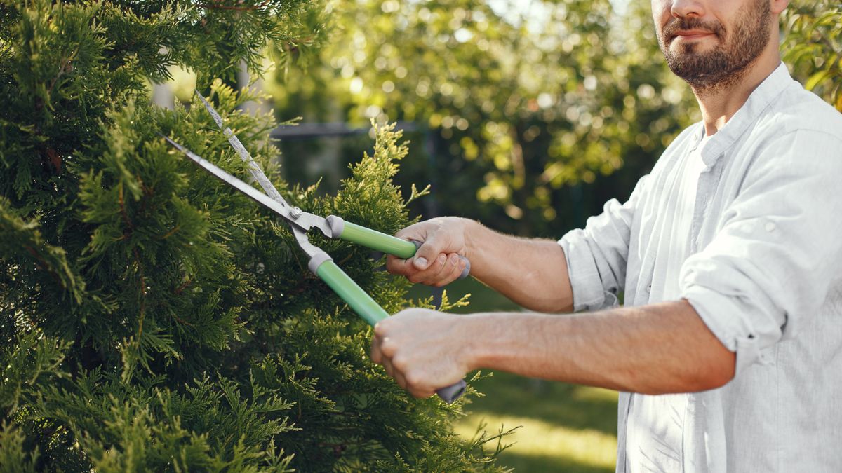 Designing a Sensory Garden for Relaxation