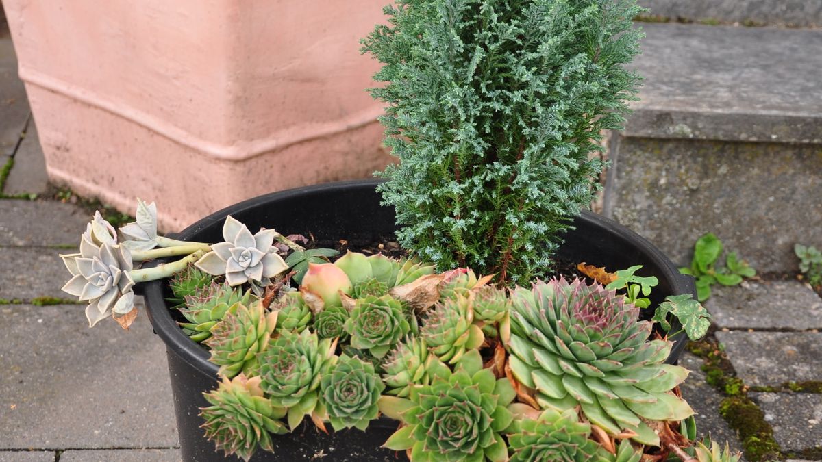How to Grow Herbs on a Kitchen Windowsill