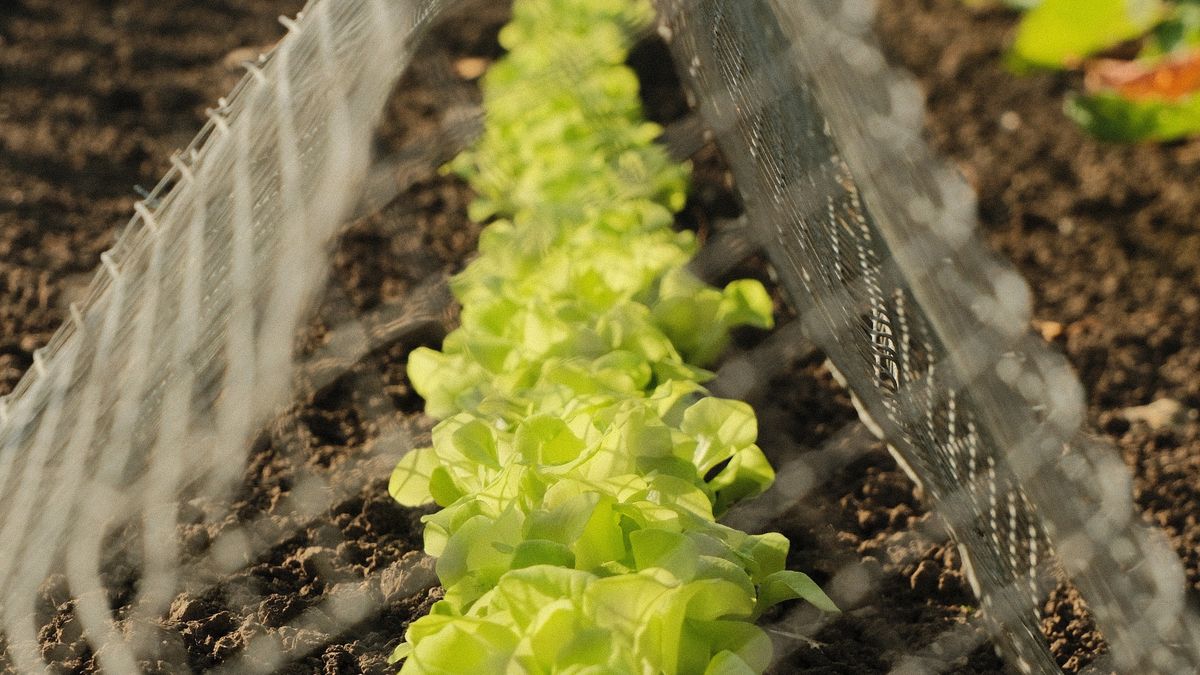 Jobs to Do in the Garden During Early Spring