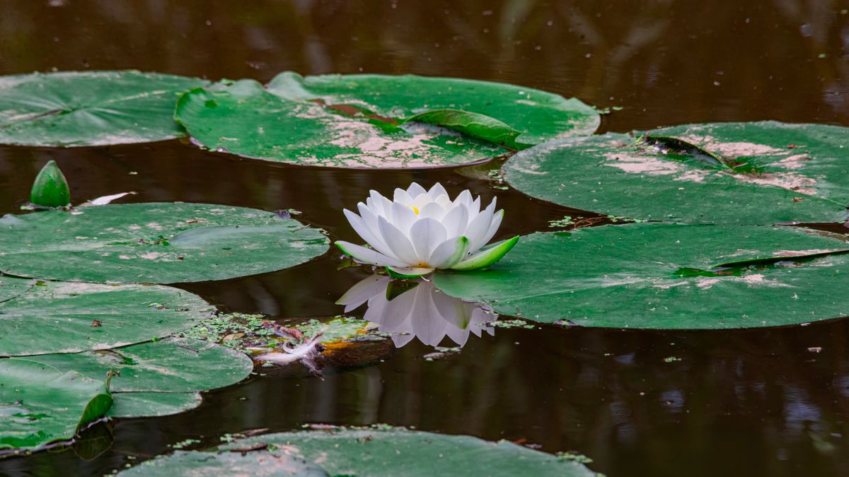Using Companion Planting to Deter Common Pests